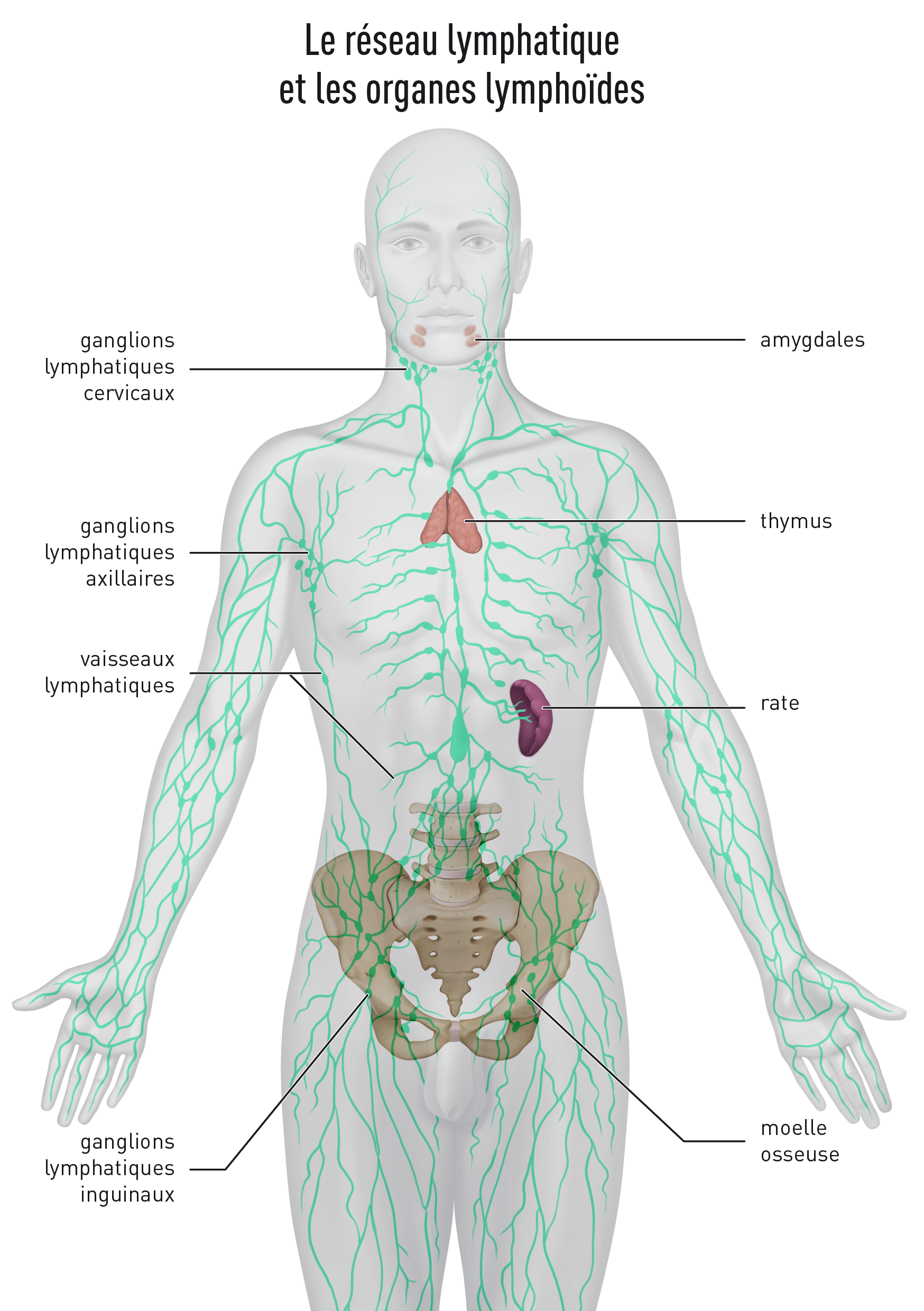 Schéma du réseau lymphatique et des organes lymphoïdes