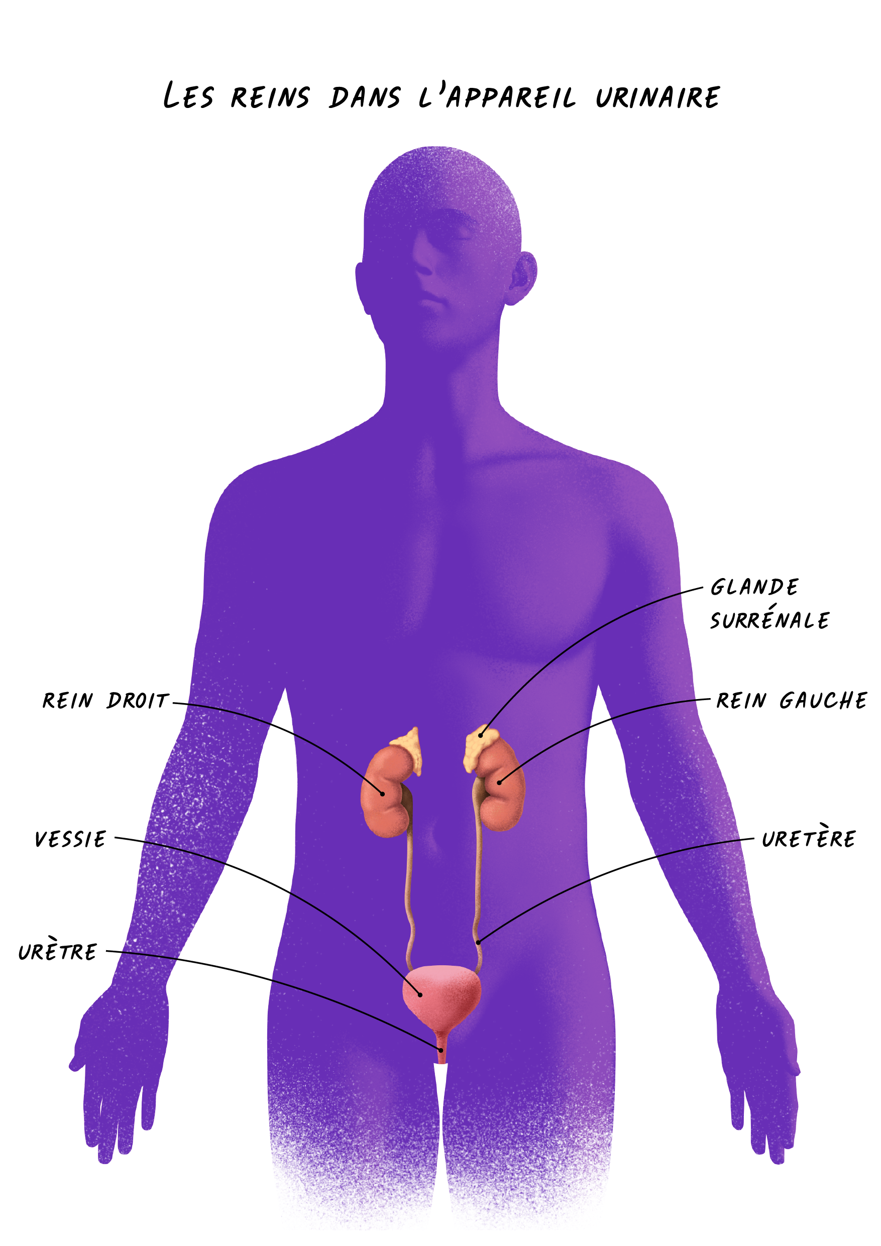 06a Cancers Rein - Les Reins Dans L'appareil Urinaire.png