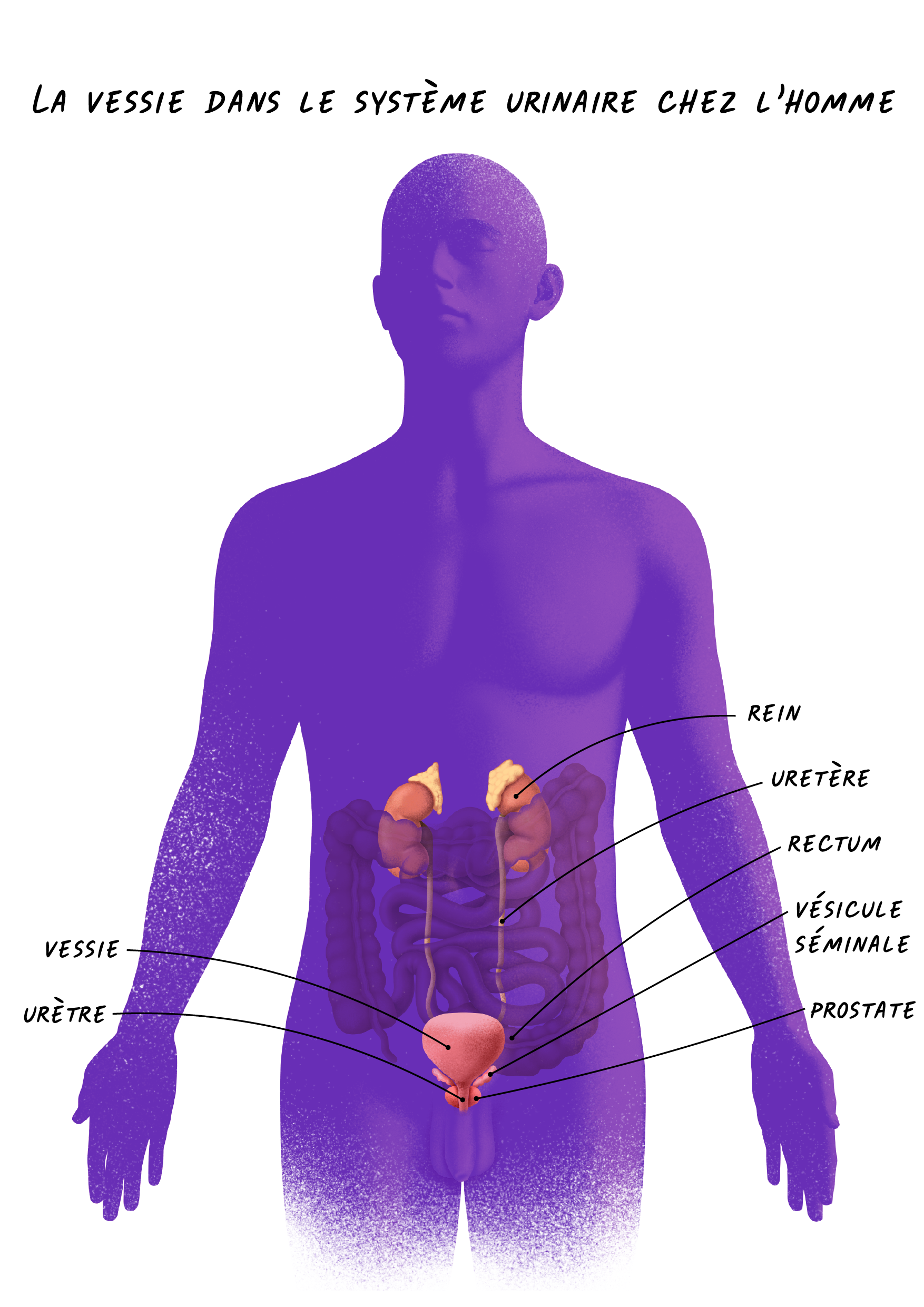 Schéma représentant le système urinaire masculin et son emplacement dans le corps - © Pierre Bourcier