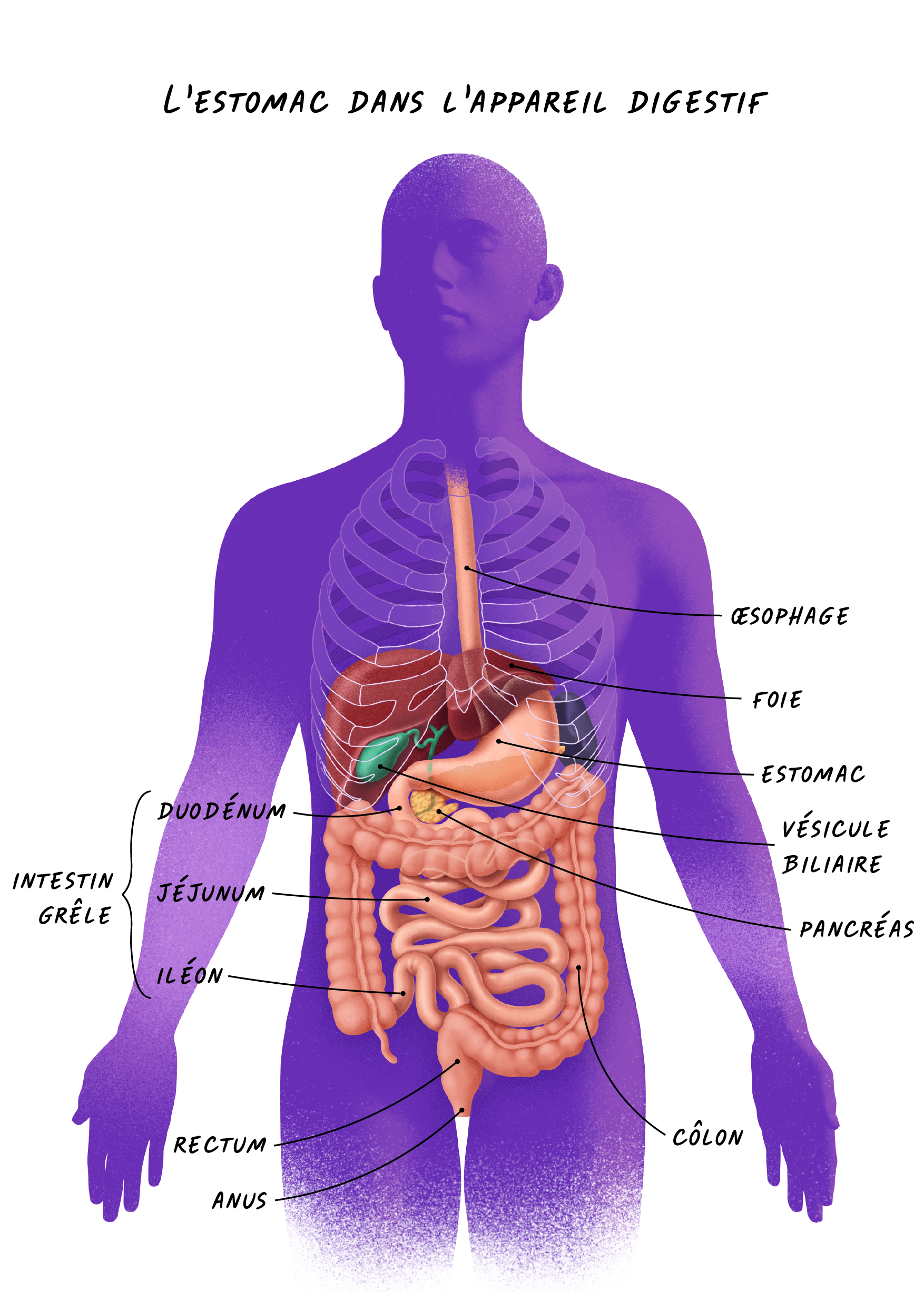 Schéma d’un corps humain jusqu’à mi-cuisse avec les différents organes de l’appareil digestif