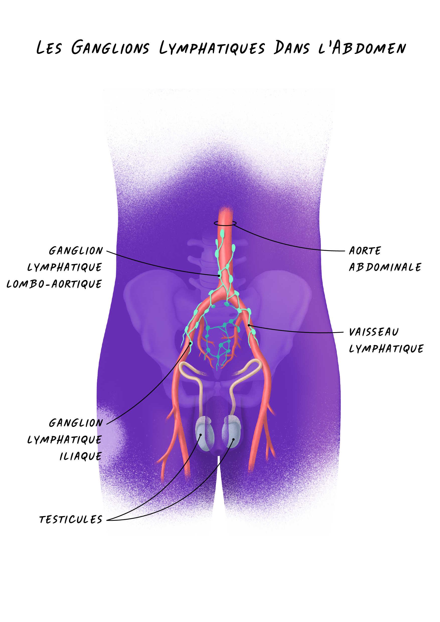 24a Cancers Testicule - Les Ganglions Lymphatiques Dans l'Abdomen.png