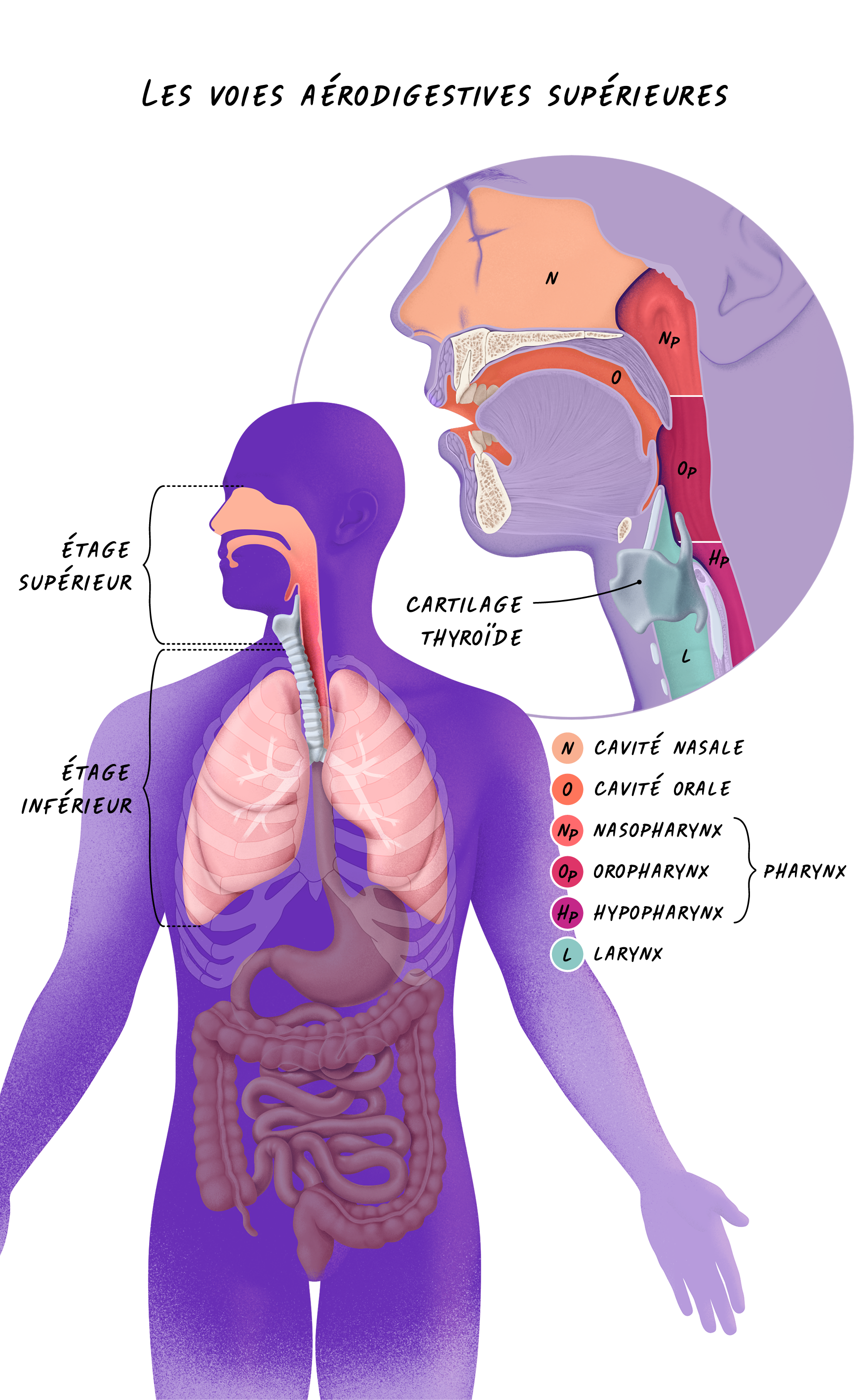 08a Cancers Sphère ORL - Les Voies Aérodigestives Supérieures.png