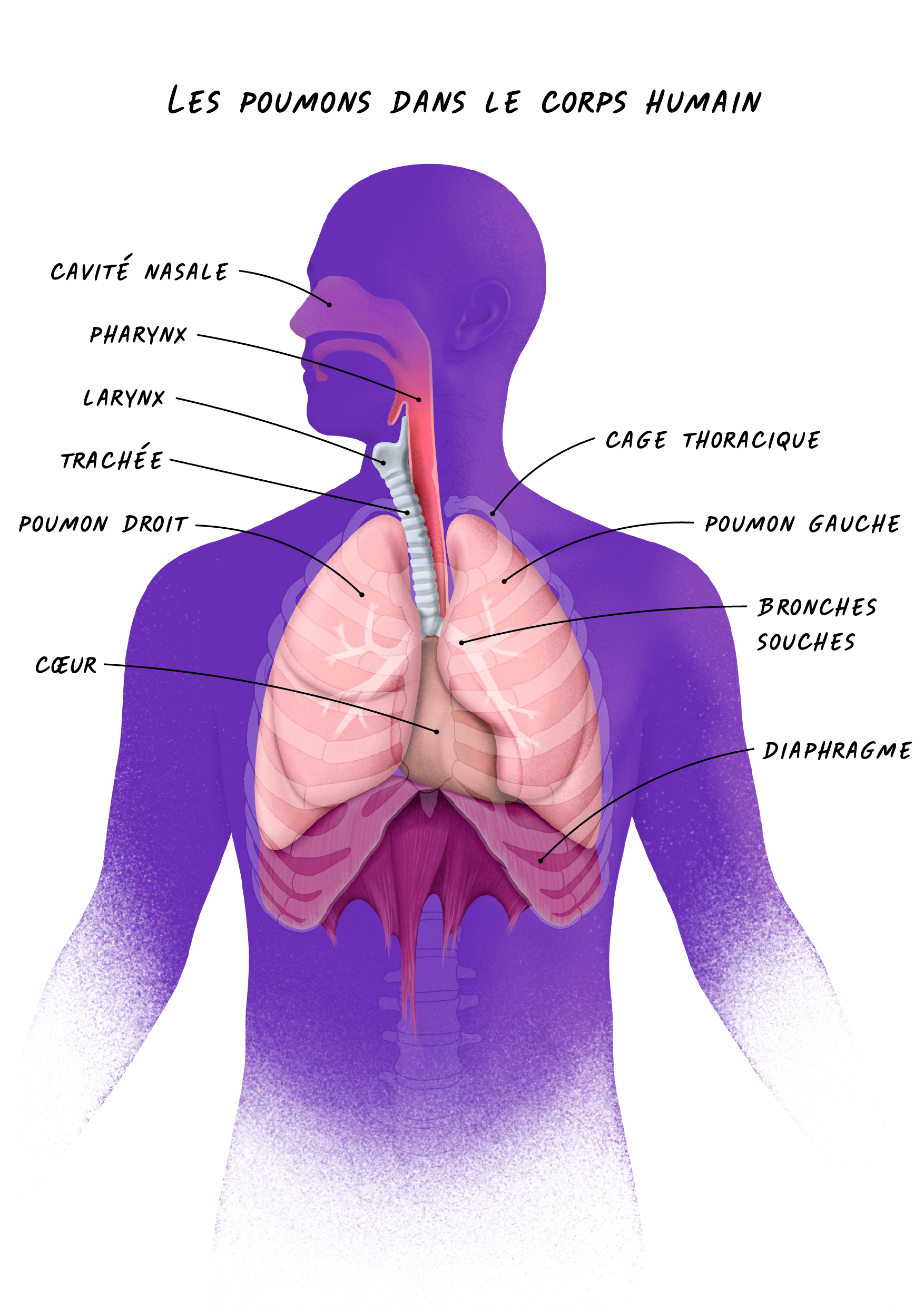 Illustration des poumons dans le corps humain