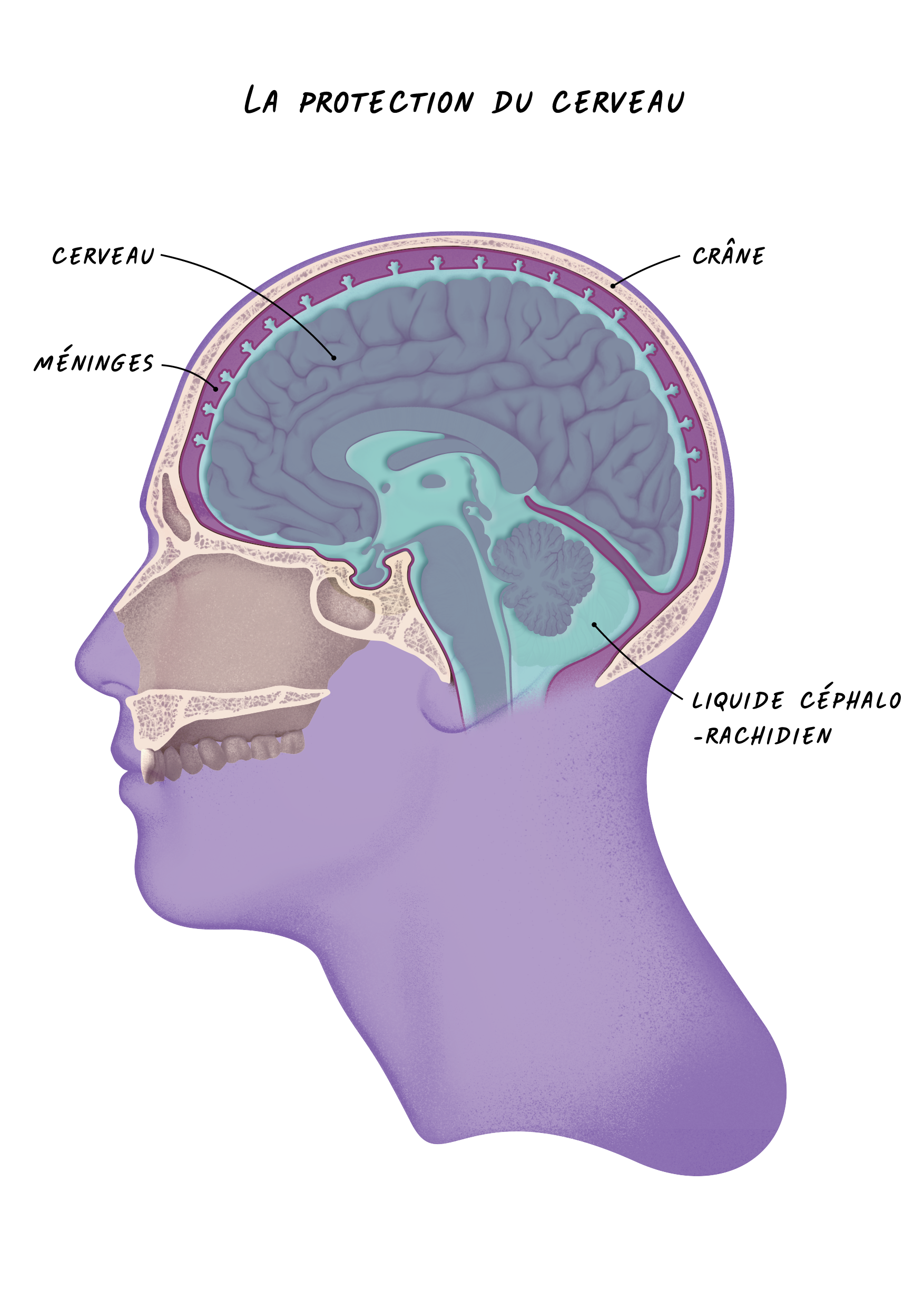 La protection du cerveau