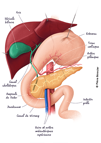 L'anatomie du pancréas