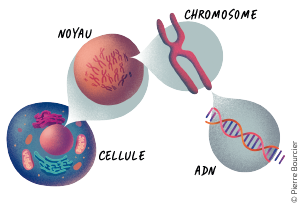 Illustration de Pierre Bourcier - de la cellule à l'ADN