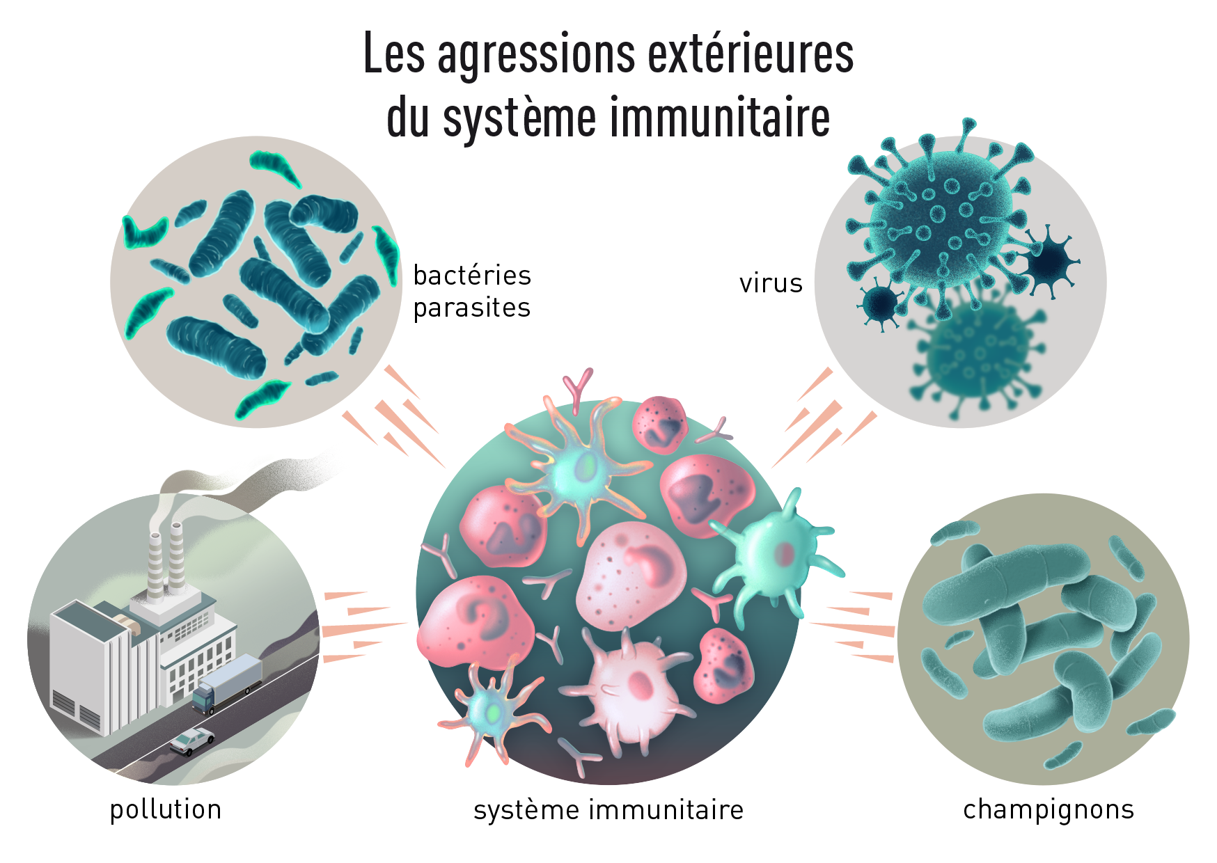 Schéma montrant les agressions extérieures du système immunitaires