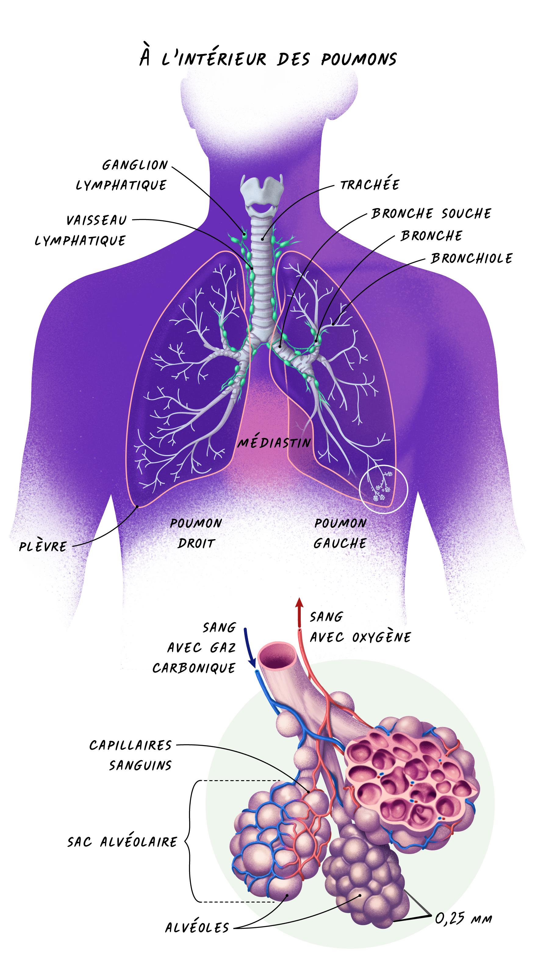 Illustration de l'intérieur des poumons
