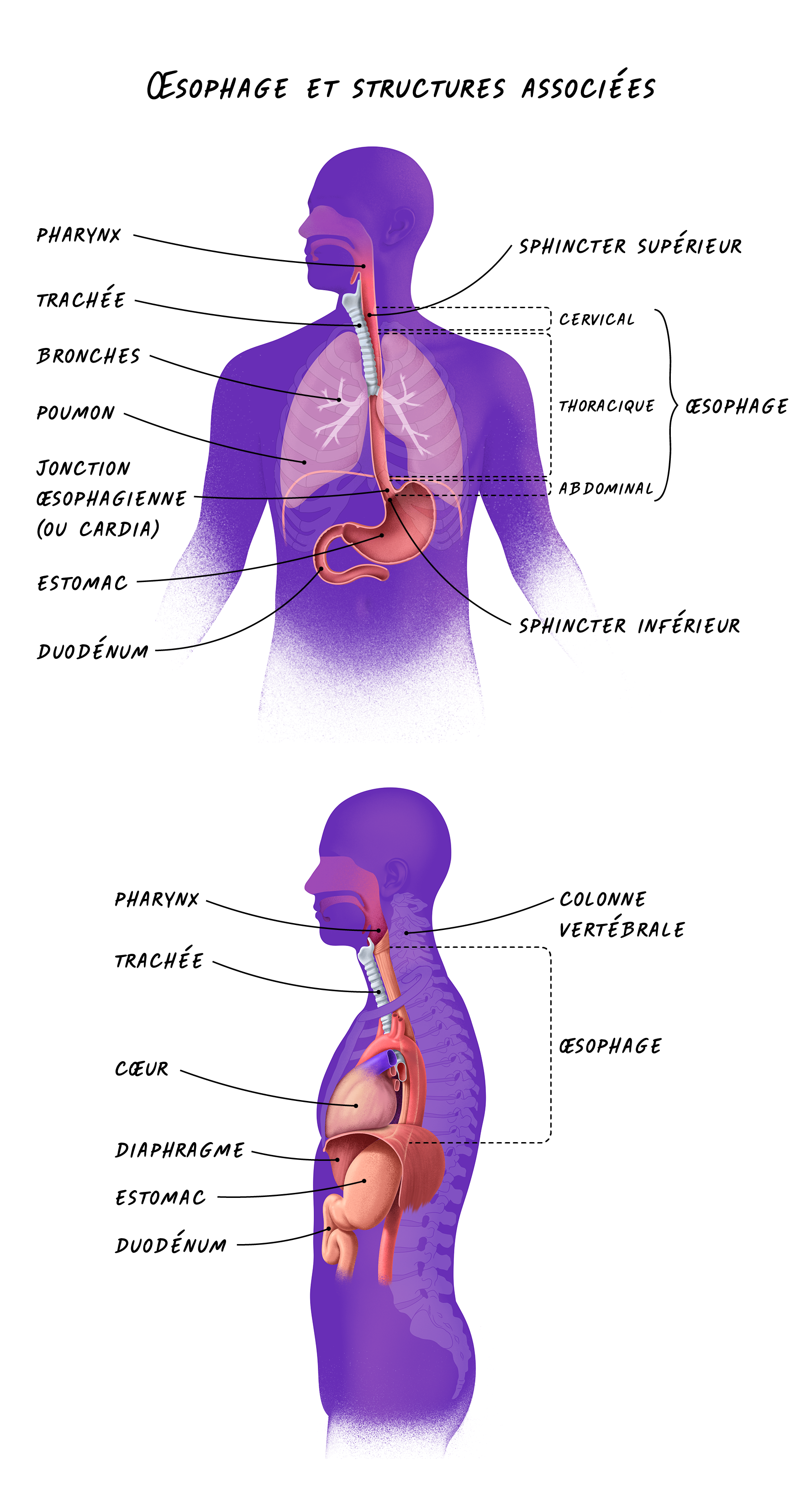 Deux illustrations de l'œsophage et de ses structures associées