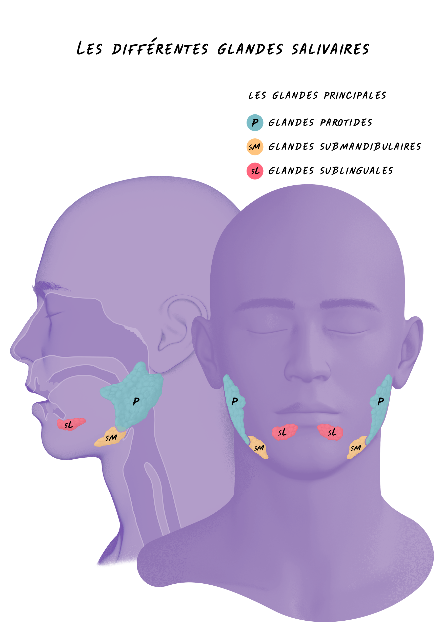 08d Cancers Sphère ORL - Les Différentes Glandes Salivaires.png