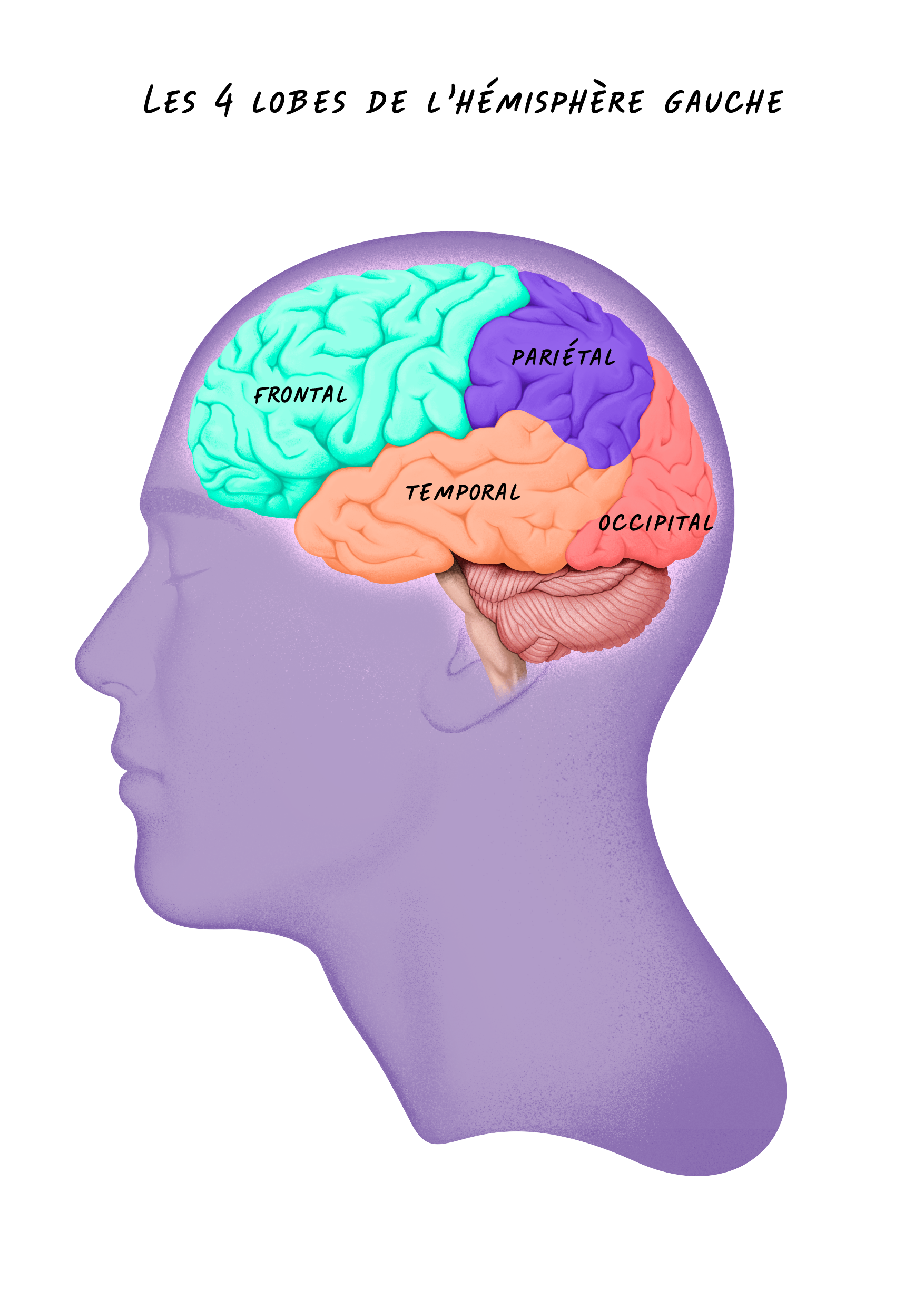 Les quatre lobes de l'hémisphère gauche du cerveau