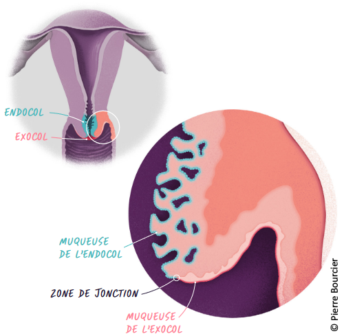Le col de l'utérus et sa muqueuse © Pierre Bourcier