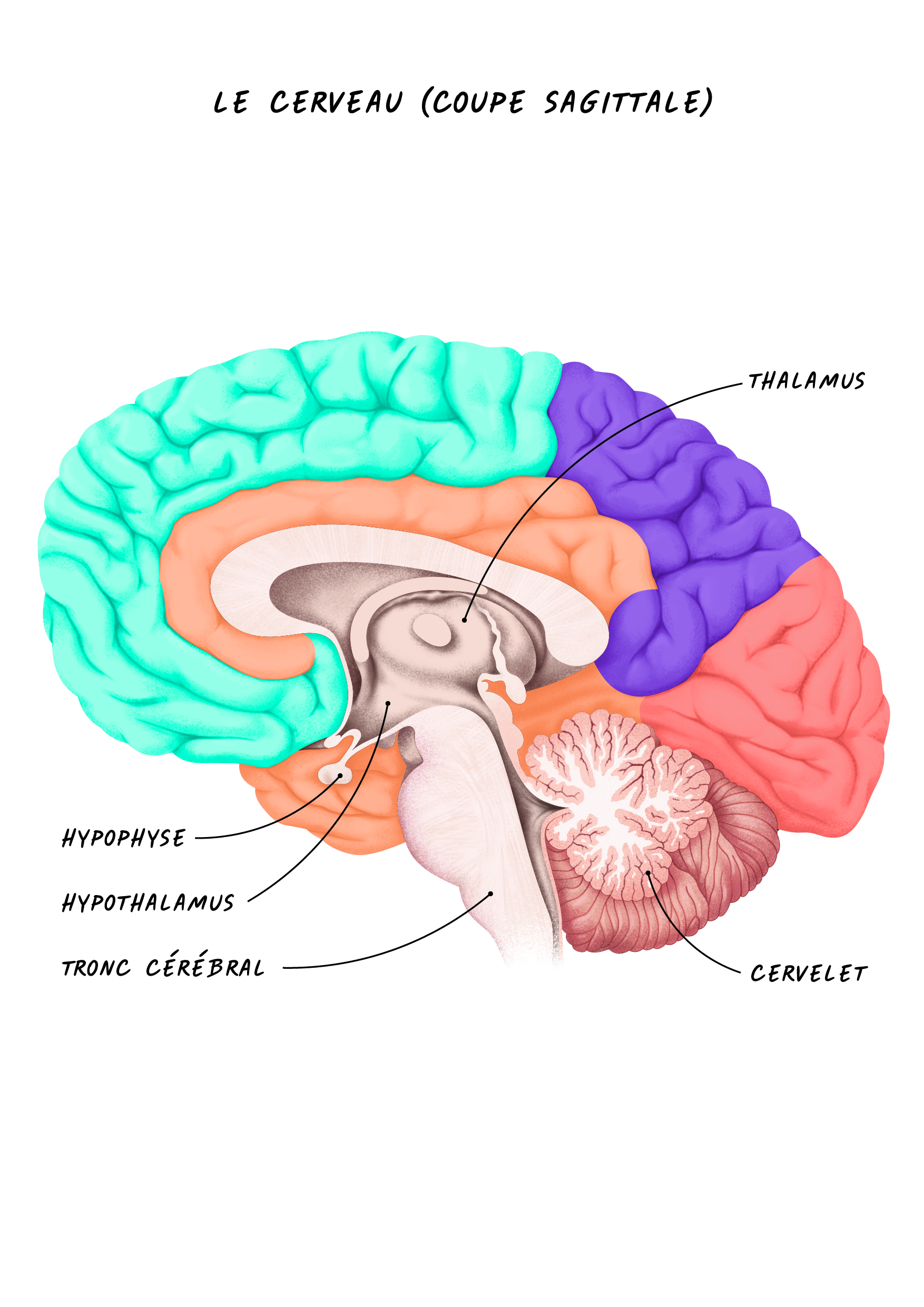 Le cerveau - coupe sagittale