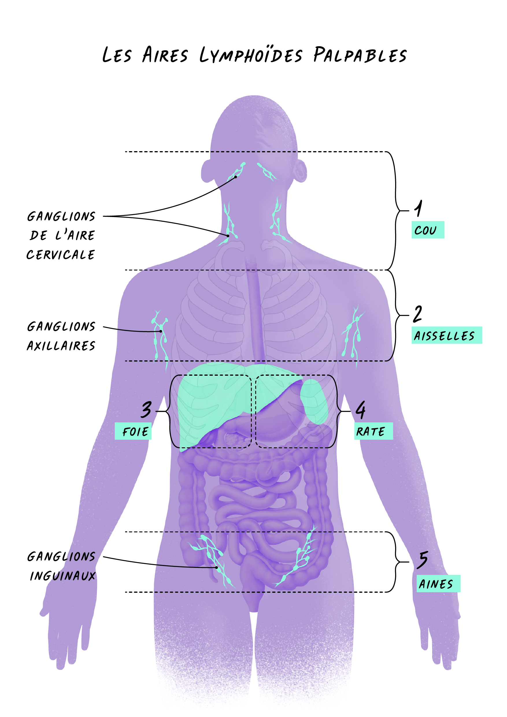 Schéma illustrant les endroits où se situent les aires lymphoïdes palpables - © Pierre Bourcier