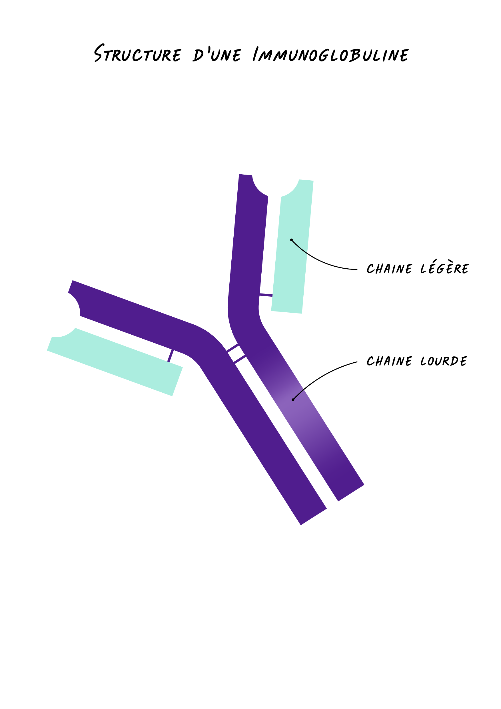 Myelome multiple - structure d'une immunoglobuline